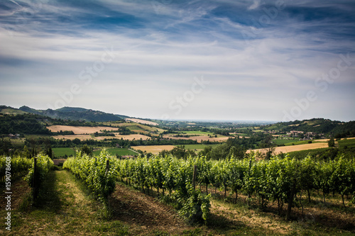 viti nella campagna bolognese photo