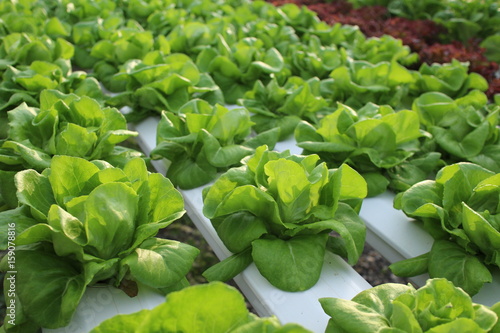 Hydroponic Salad Vegetables Lettuce 