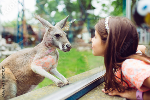 Cute little girl at zoo looking at kangaroo. photo