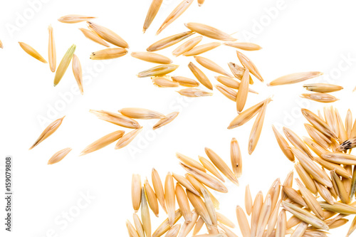 Grain of oats isolated on white background