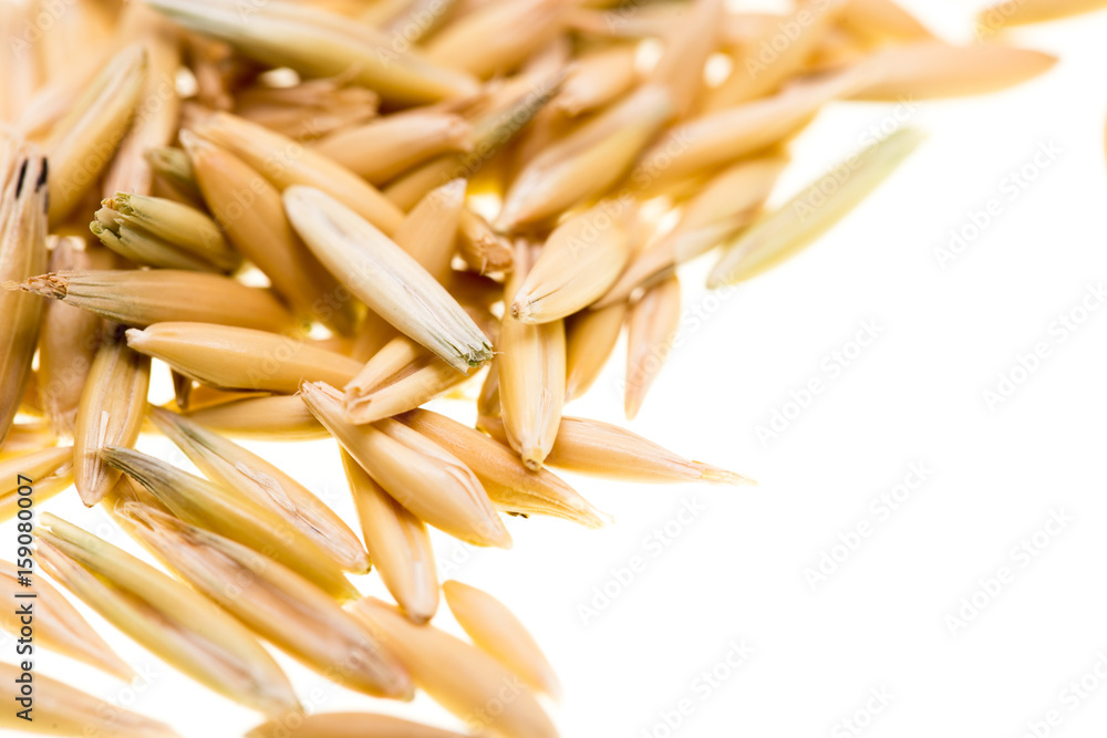 Grain of oats isolated on white background Grain of oats isolated on white background