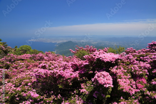 絶景 鶴見岳のミヤマキリシマ