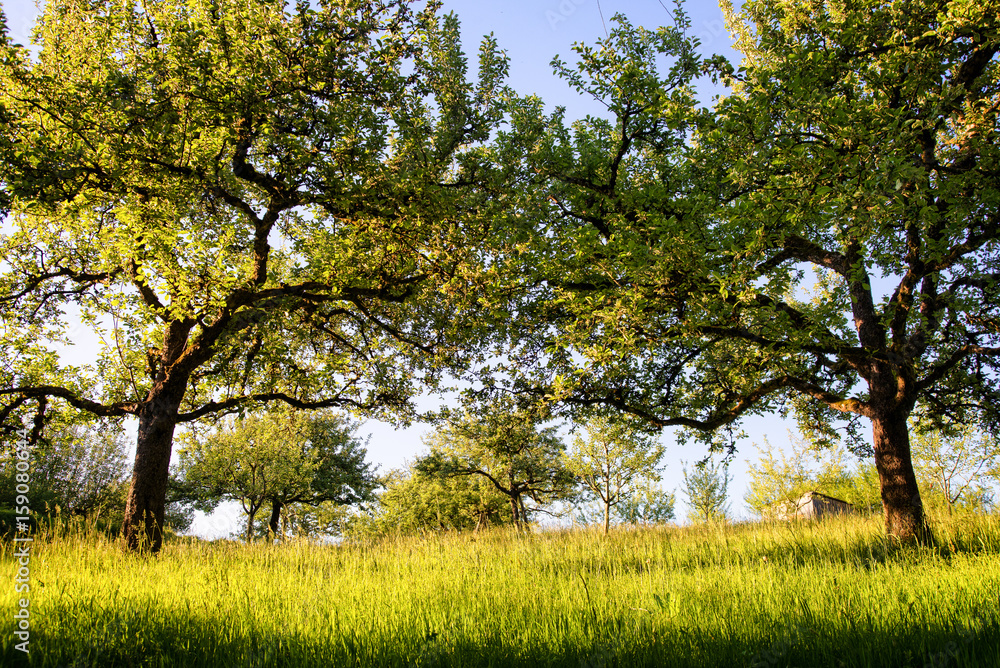 Fototapeta premium Alter, natürlicher Obstgarten im Sonnenlicht