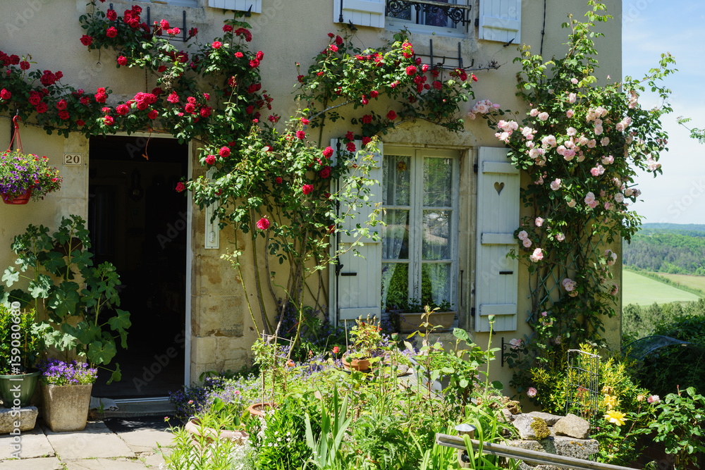 F, Burgund, Auxois, Vezeley, blühende Rosen im Hausgarten, Département Yonne, 
