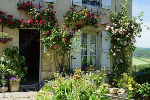Fototapeta Naklejka Na Ścianę i Meble -  F, Burgund, Auxois, Vezeley, blühende Rosen im Hausgarten, Département Yonne, 