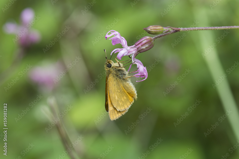 Obraz premium Small skipper butterfly (thymelicus sylvestris) feeding on ragged robin wildflower, seaton country park, cornwall, uk