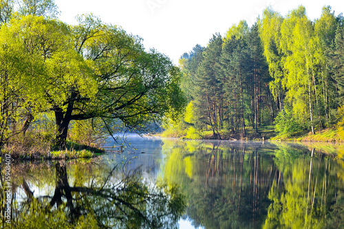 Light green trees are reflected in the calm surface of the lake. photo