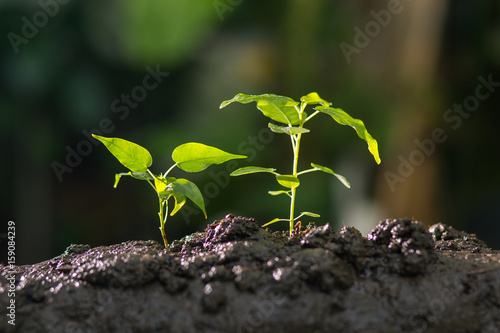 Growing plant , Young sprout , Plant seeding , Agriculture concept.