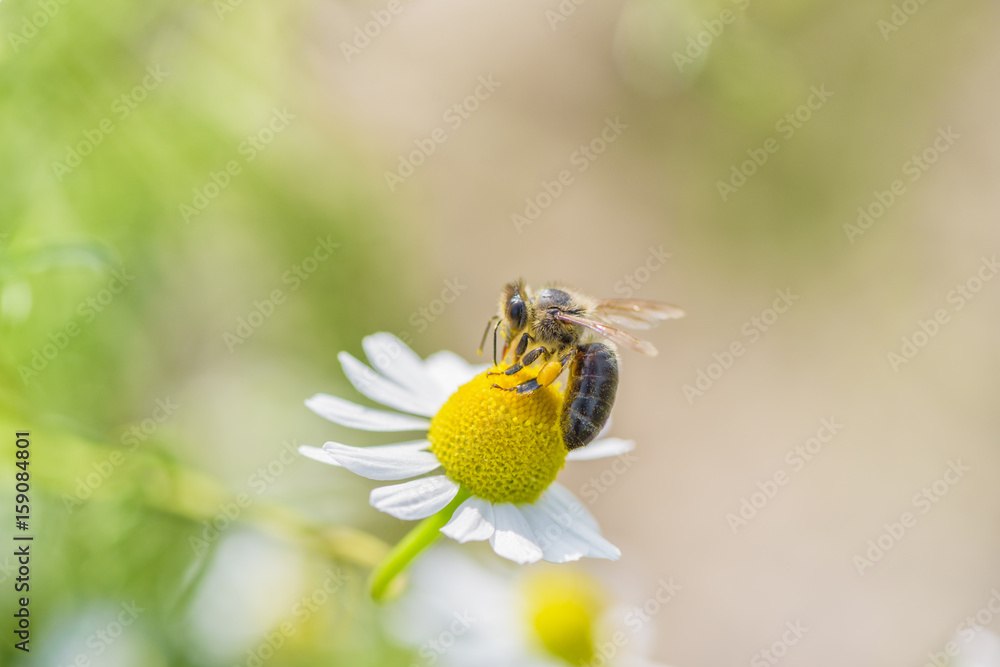 Bee picking pollen chamomile flower. Beauty pastel natural background.