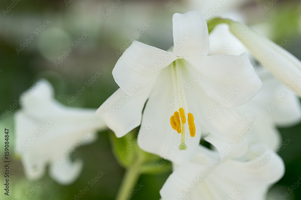 Obraz premium ユリの花 マドンナリリー