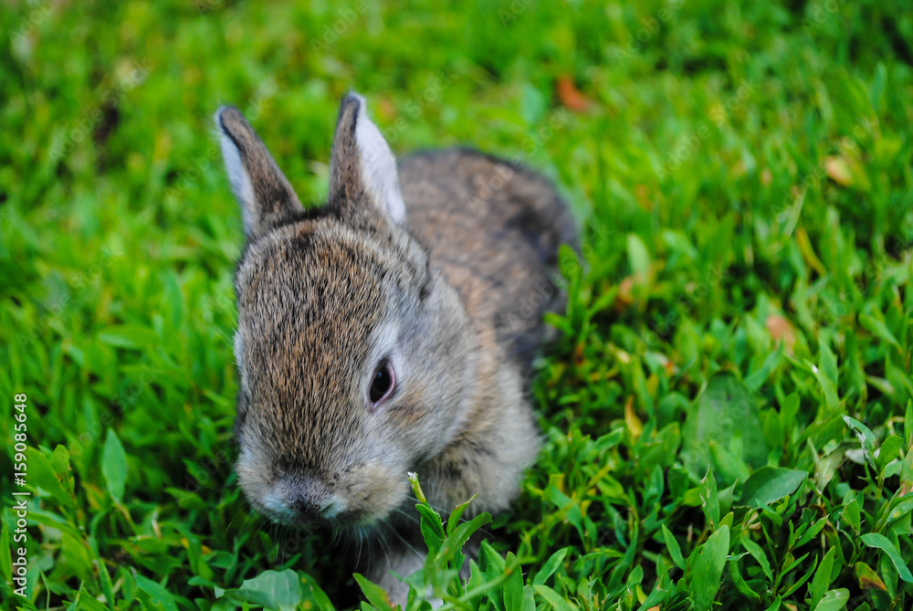 Fototapeta premium Furry little rabbit on the grass