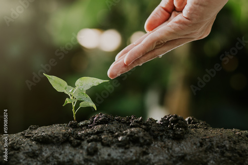 Agriculture , Growing plants , Plant seedling , Hand nurturing and watering young plants growing on fertile soil with natural green background.