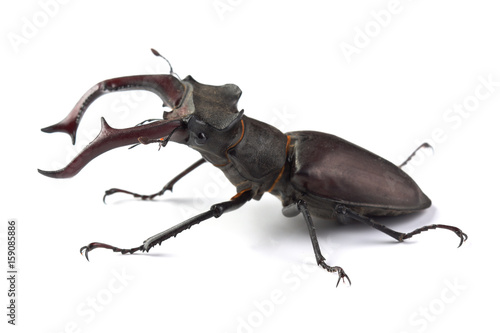 Stag beetle (Lucanus cervus) isolated on white