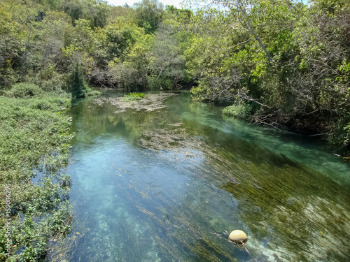 Crystal river on the Pantanal from Brazil with trees  seaweed algae in the bottom with water reflection and a buoy