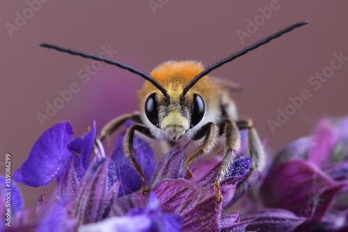 Fototapeta Male of bee (Eucera sp.) on flowers