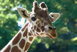 Giraffe - キリン２