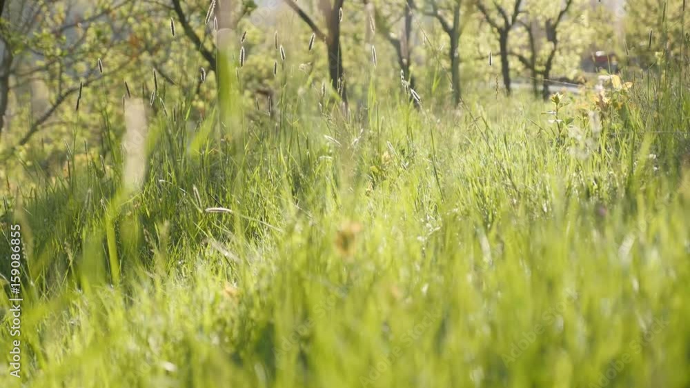 Running little dog outdoor scene close-up 4K 2160p 30fps UltraHD footage - White domestic puppy plays in nature 3840X2160 UHD video Running little dog outdoor scene close-up 4K 2160p 30fps UltraHD footage - White domestic puppy plays in nature 3840X2160 UHD video