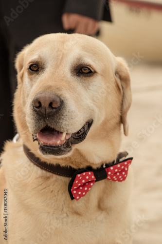 Labrador Hund mit Fliege photo