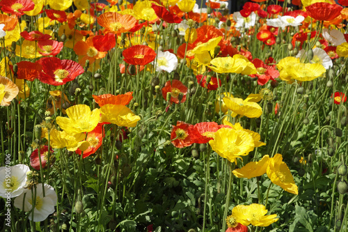 islandmohn photo