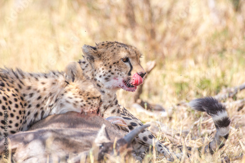 Photography Cheetah with prey