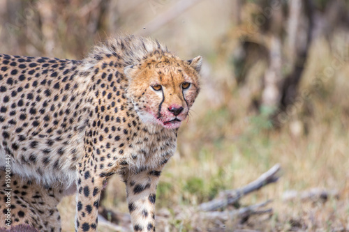 Photography Cheetah with prey
