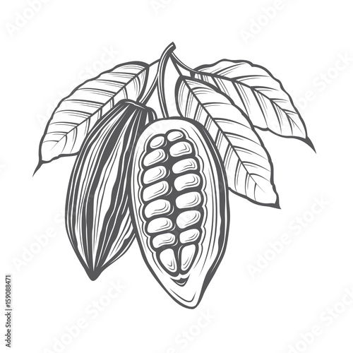 monochrome cocoa beans and leaves illustration