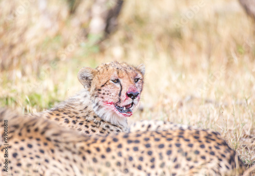 Canvas Print Cheetah with prey