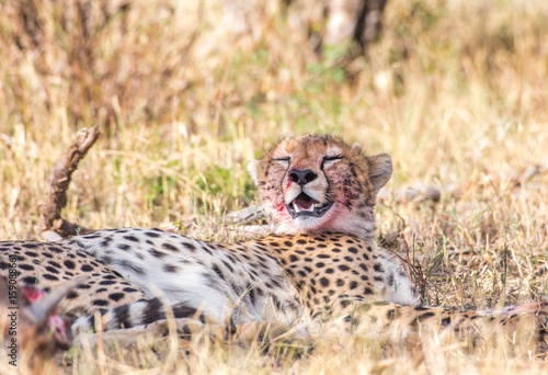 Photography Cheetah with prey