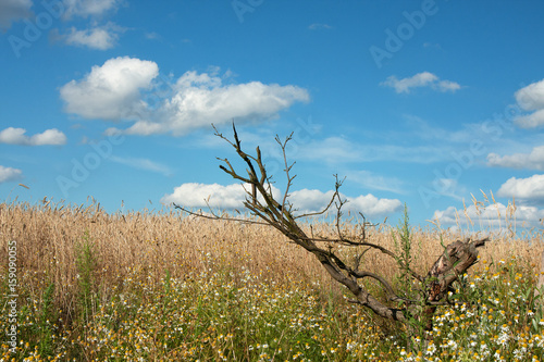 Field, sky and dry trunk