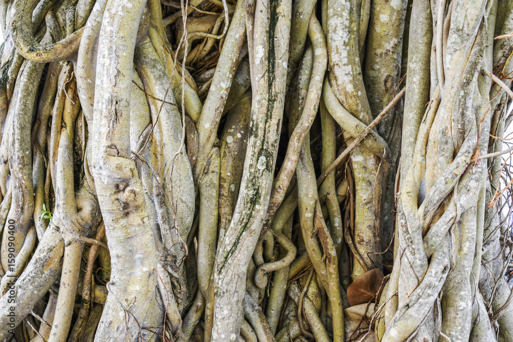 Big Tree roots natural in the park Big Tree roots natural in the park
