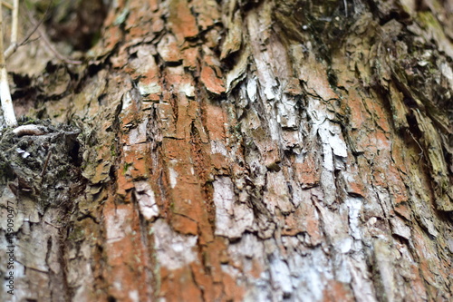 Fototapeta Naklejka Na Ścianę i Meble -  Kora Drzewna Zimą