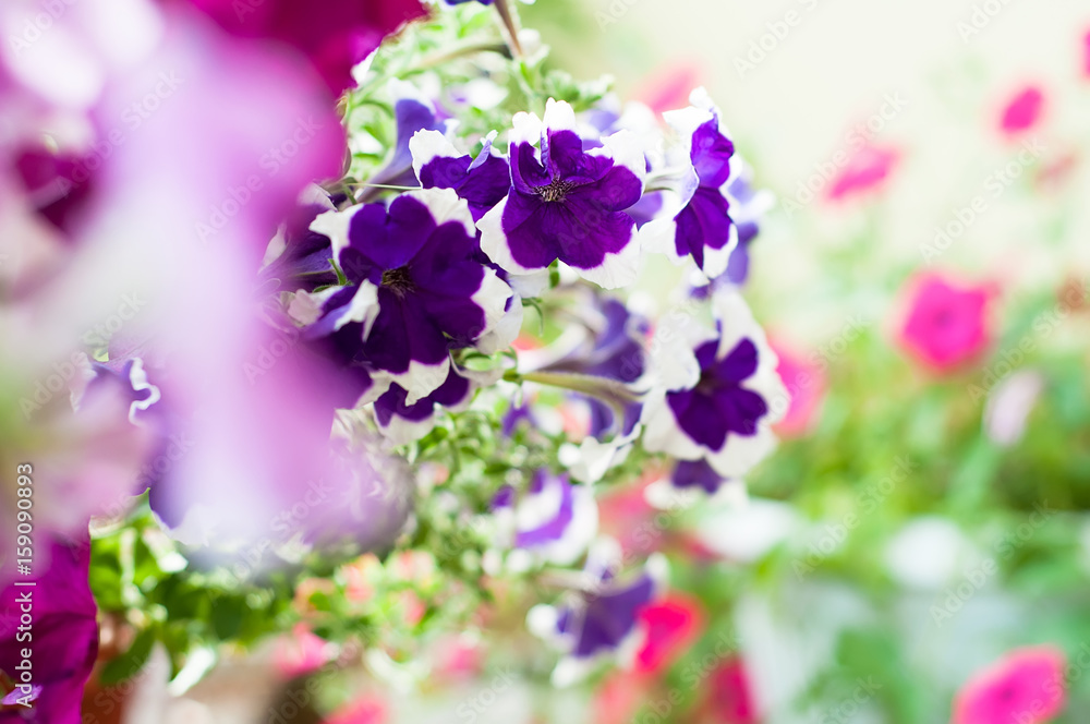 Colored petunia flowers in the garden Colored petunia flowers in the garden