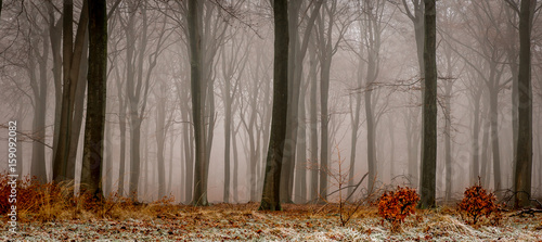 The last day of December in the woods of Planken Wambuis (Ede, Netherlands) photo