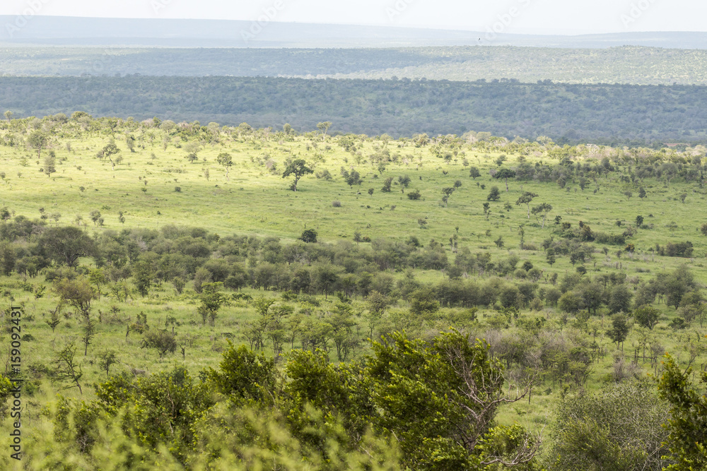 Wide and green landscape view of Kruger National Park