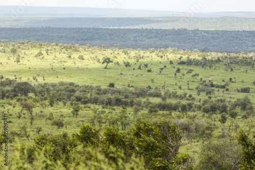 Wide and green landscape view of Kruger National Park © picturist