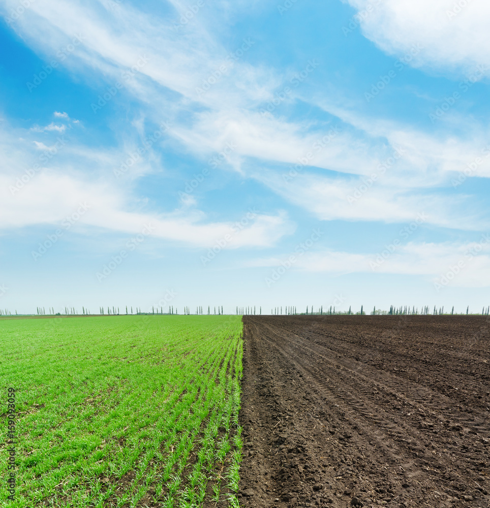 green and black agriculture field and clouds in blue sky