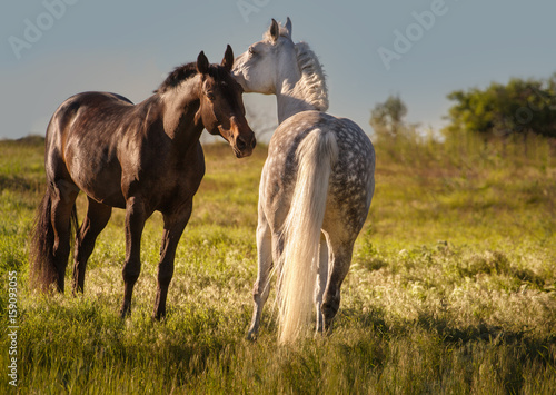 Fototapeta Naklejka Na Ścianę i Meble -  Dapple-grey and bay horses together in evening
