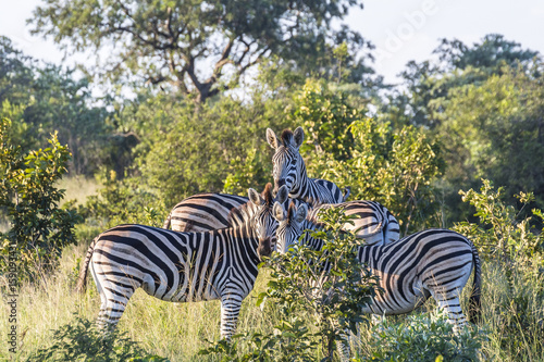 Zebra family in the evening inside Kruger National Park photo