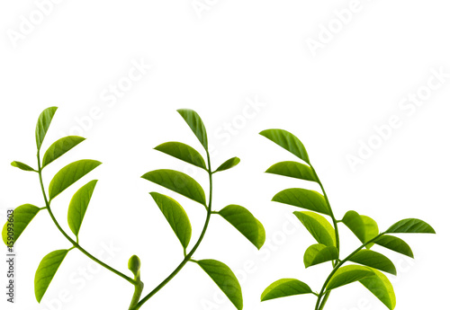 Fototapeta Naklejka Na Ścianę i Meble -  Young green leaves on white background