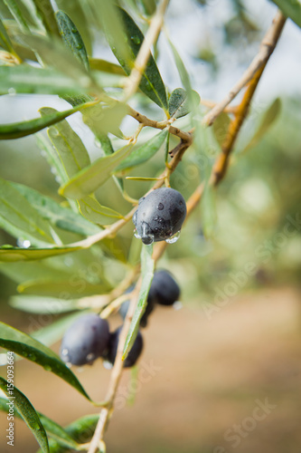 Black Olives on the branch photo