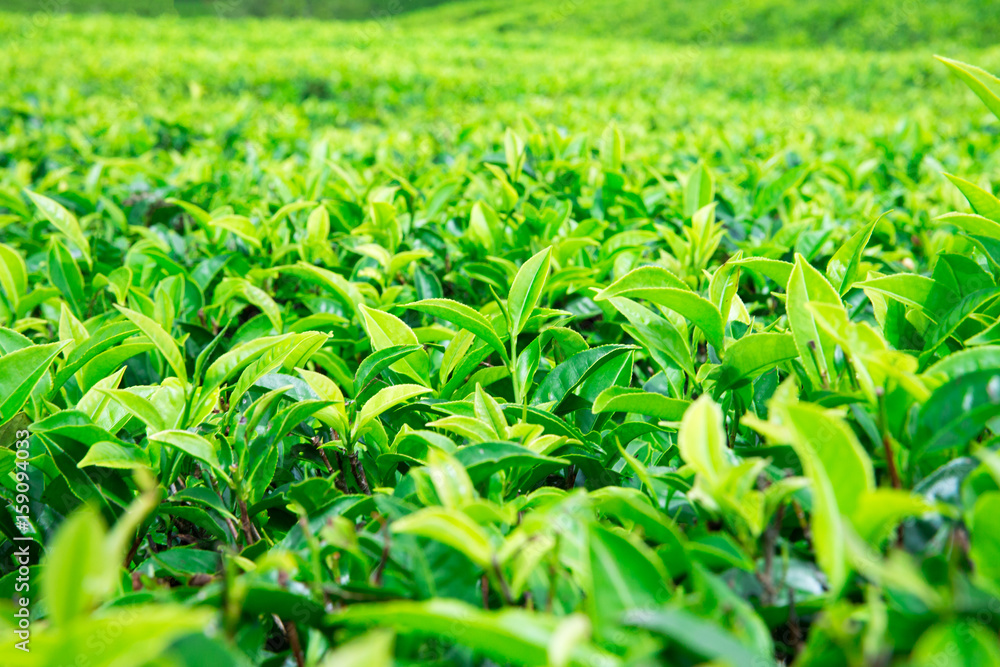 Tea plantation . Nature background Tea plantation . Nature background