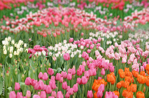 Plenty of colorful tulips in flower shop © Africa Studio