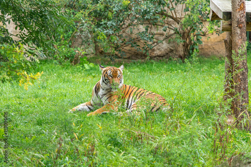 Fototapeta Naklejka Na Ścianę i Meble -  Sumatran tiger