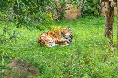 Fototapeta Naklejka Na Ścianę i Meble -  Sumatran tiger