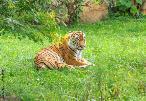 Fototapeta Naklejka Na Ścianę i Meble -  Sumatran tiger
