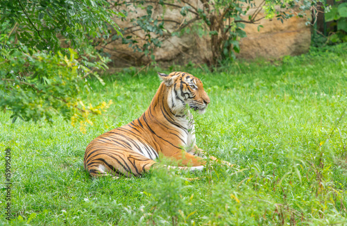 Sumatran tiger