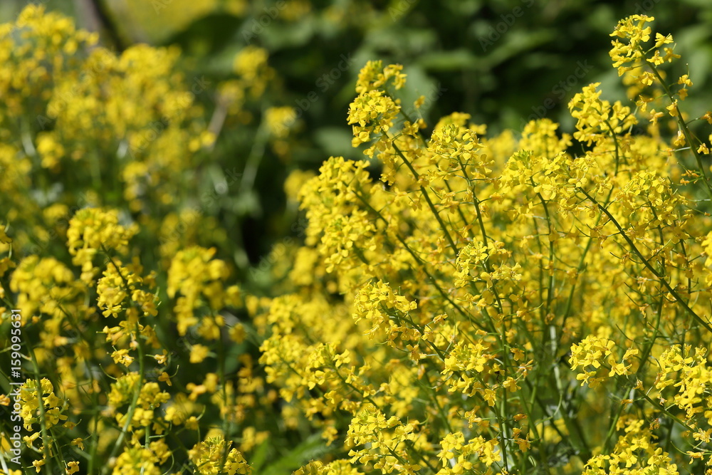 The flowers of the rape are close-up. The flowers of the rape are close-up.