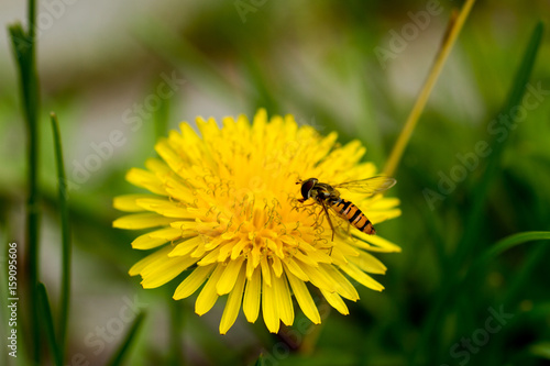 Schwebfliege auf Löwenzahn