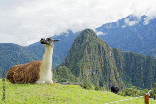 Llama in Machu Pichu