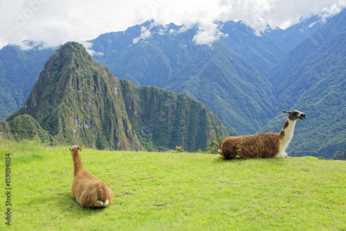 Llama in Machu Pichu